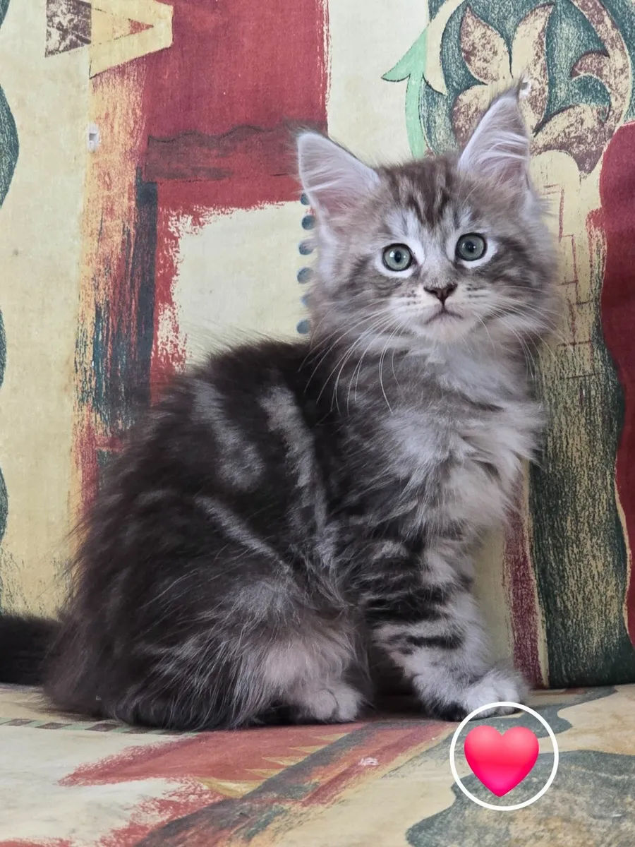 Kittens - Image 3