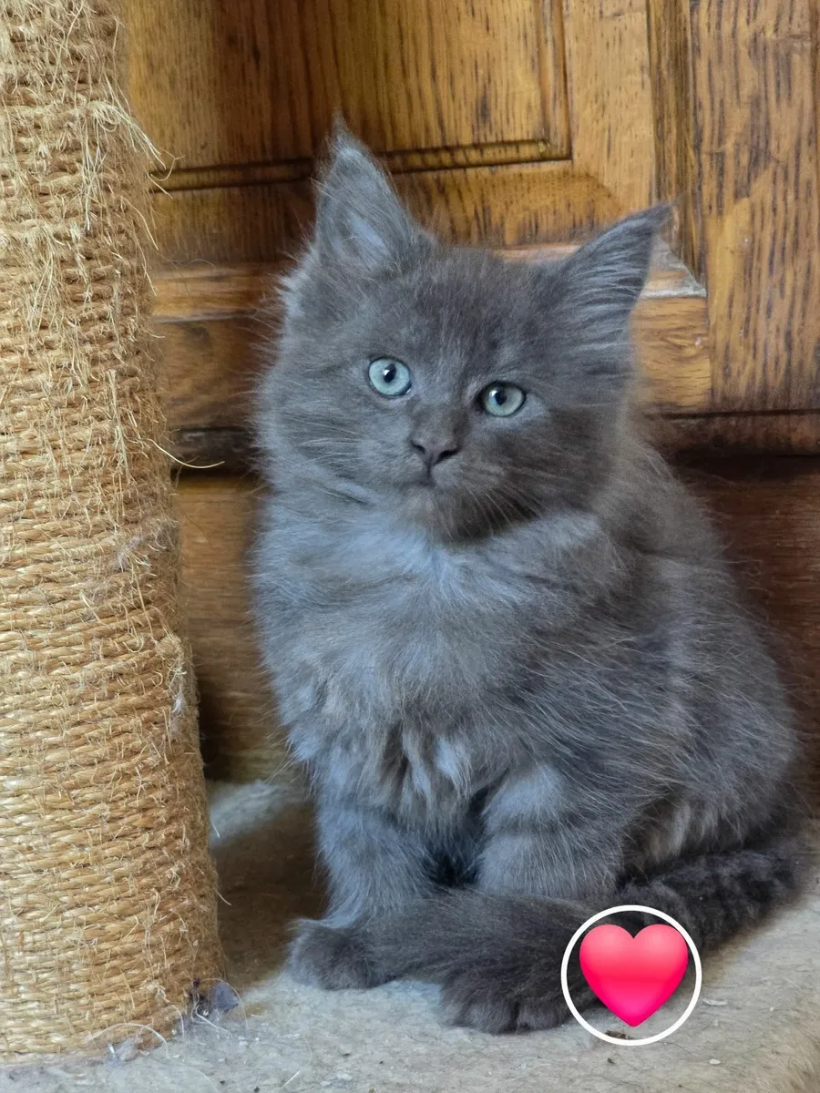 Kittens - Image 1