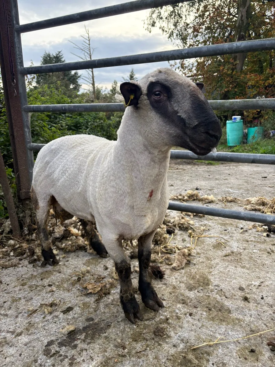 PBR Hampshire down ram - Image 4