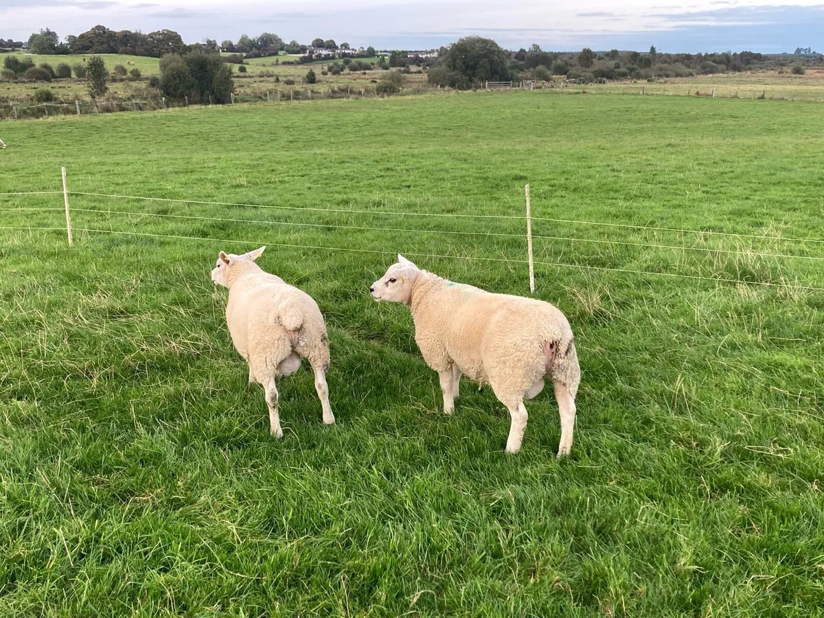 Texel ram lambs - Image 1