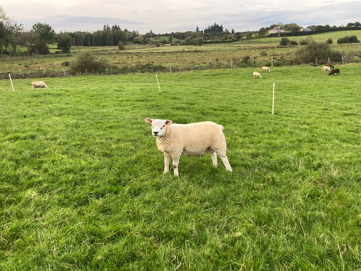 Texel ram lambs - Image 3