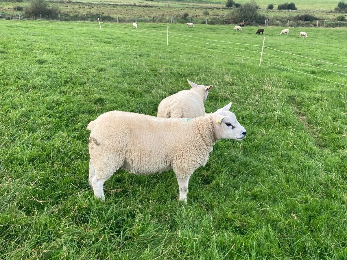Texel ram lambs - Image 4