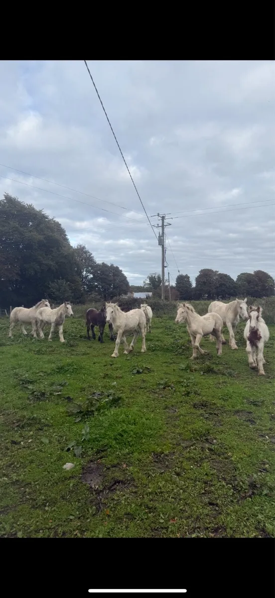 ^^*Selection of foals and mares for sale *^^ - Image 1