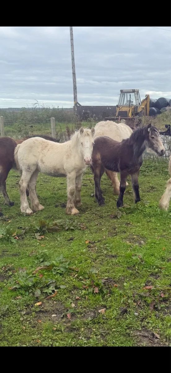 ^^*Selection of foals and mares for sale *^^ - Image 4