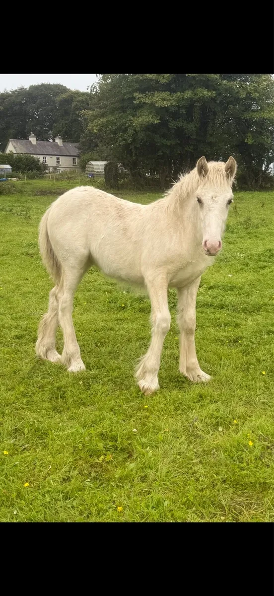^^*Selection of foals and mares for sale *^^ - Image 2