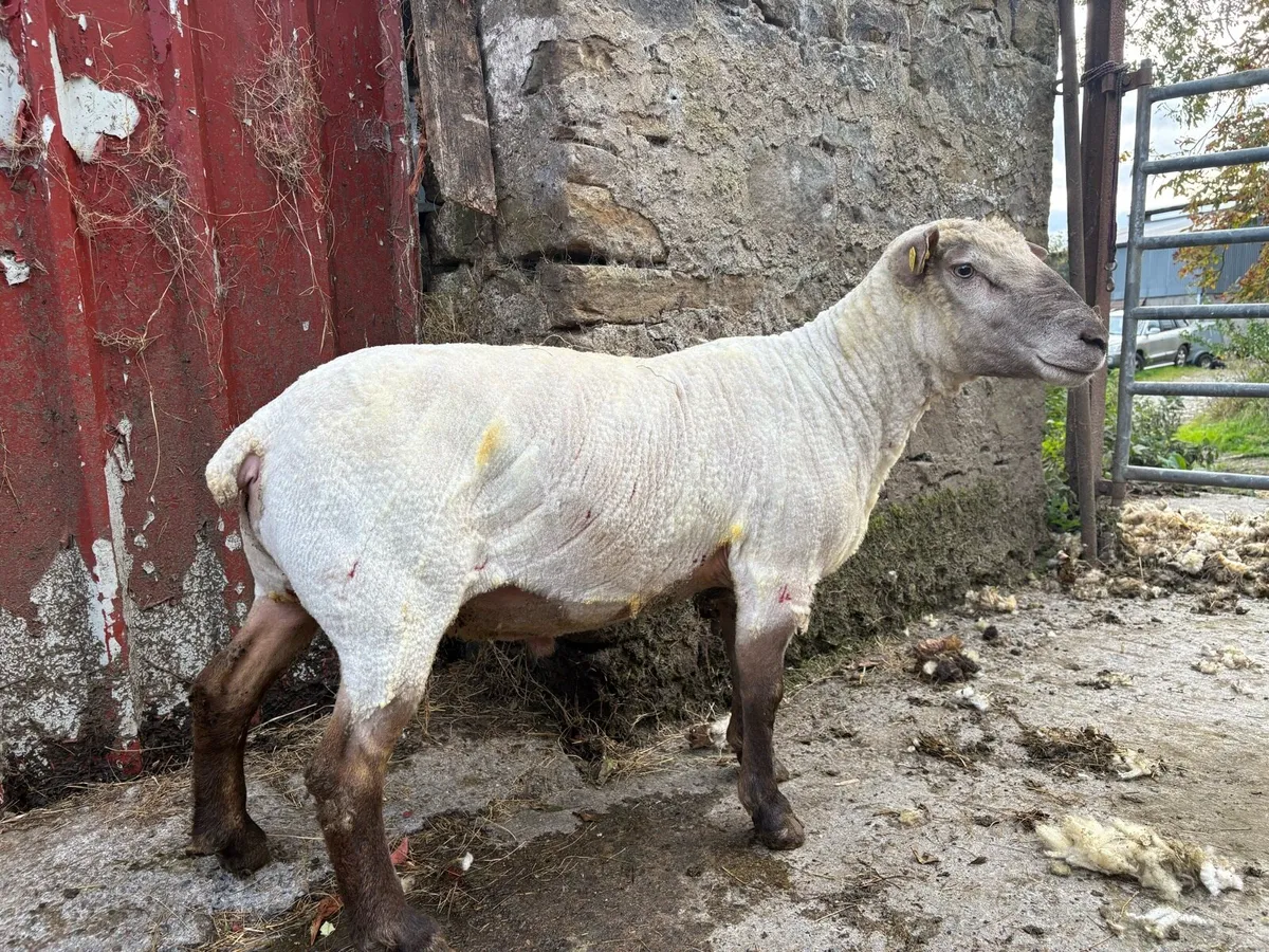 PBR Vendeen Ram - Image 2