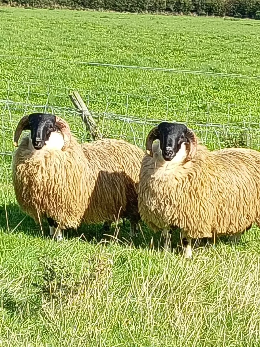 Ram lambs - Image 1