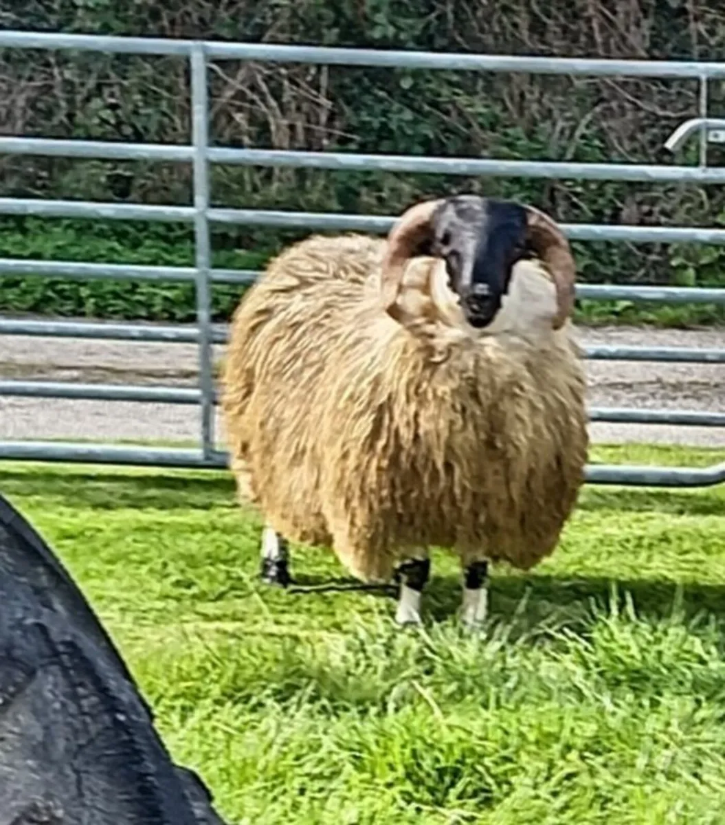 Ram lambs - Image 2