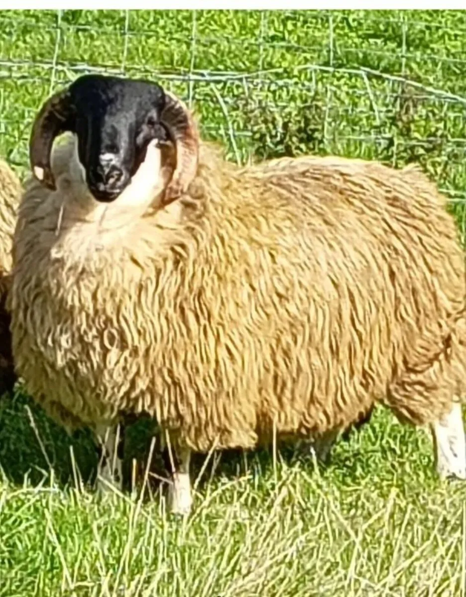 Ram lambs - Image 3