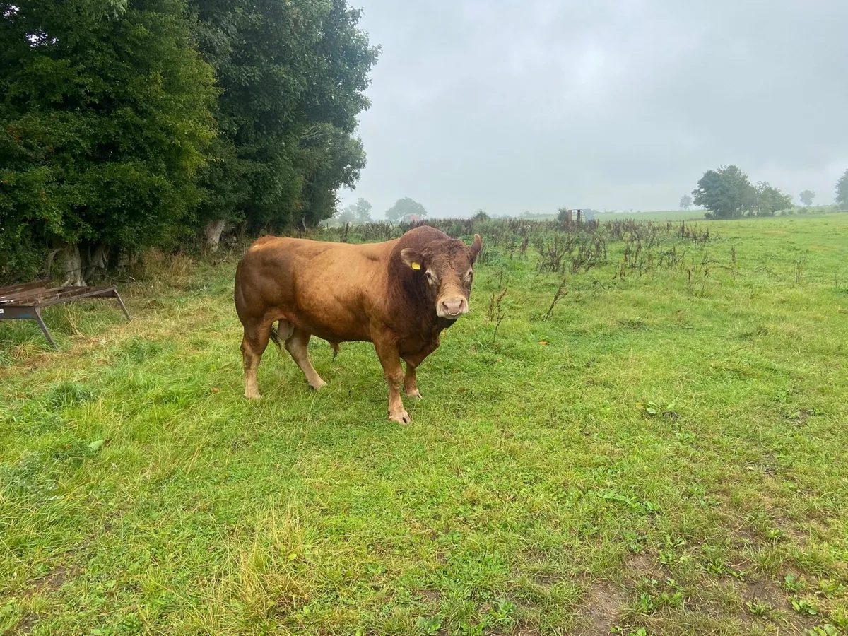Purebred Limousine Bull -Drumshambo Mart 26th Sept - Image 2