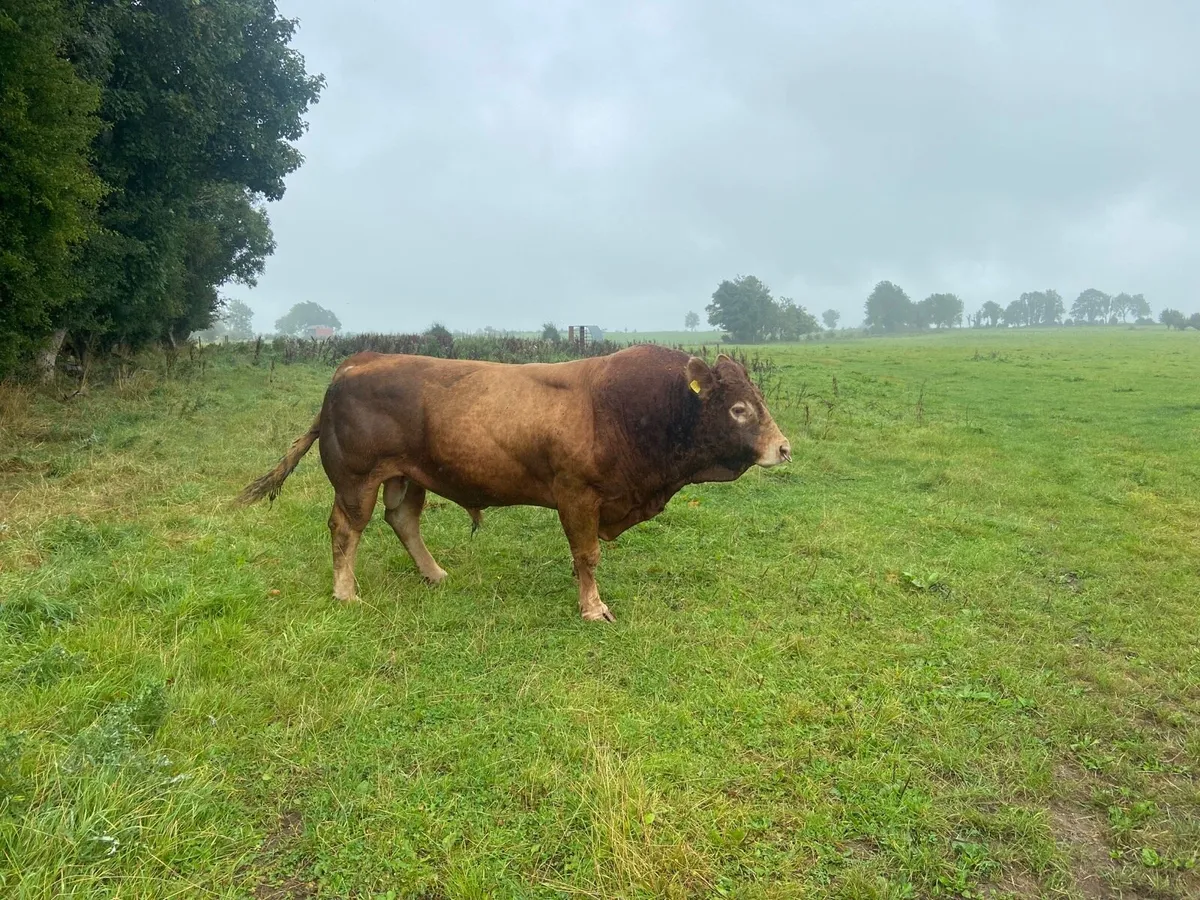 Purebred Limousine Bull -Drumshambo Mart 26th Sept - Image 3