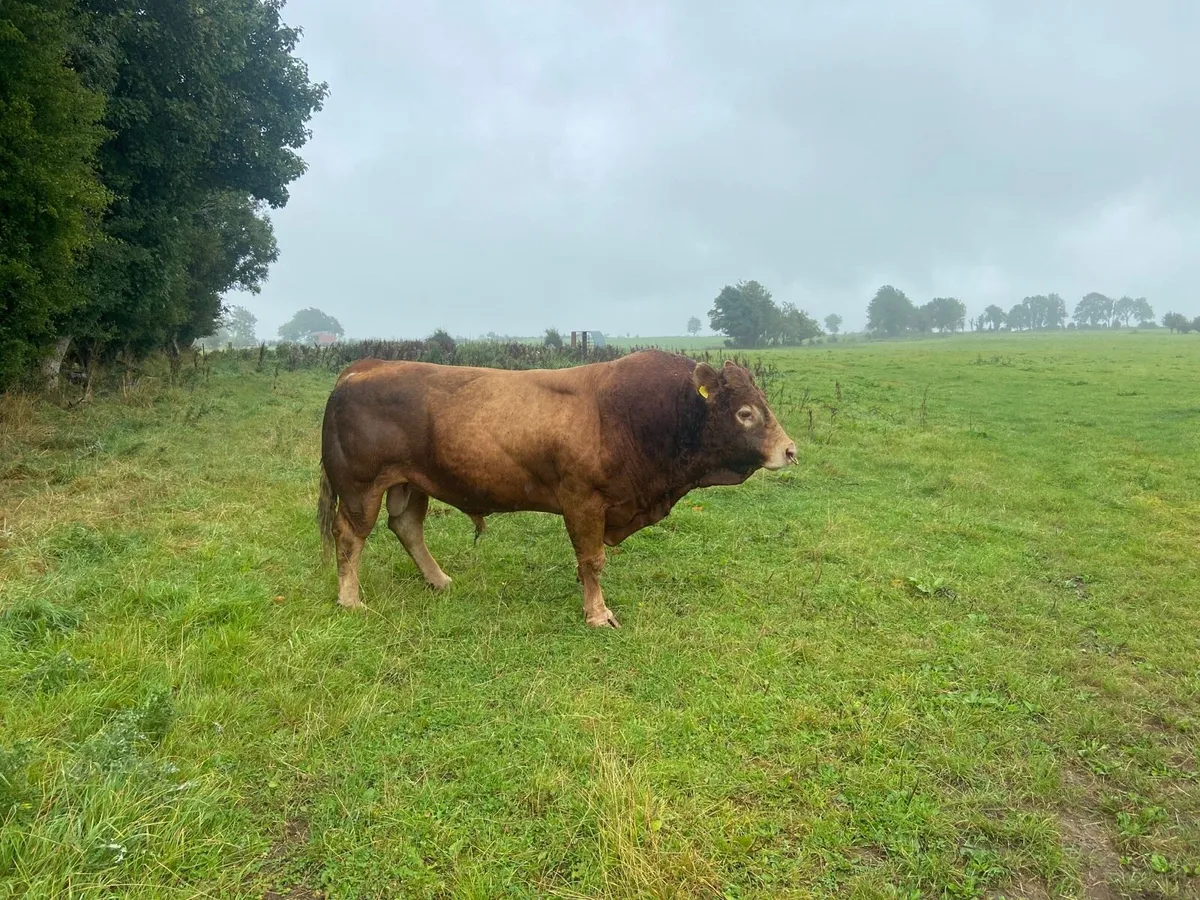 Purebred Limousine Bull -Drumshambo Mart 26th Sept - Image 1