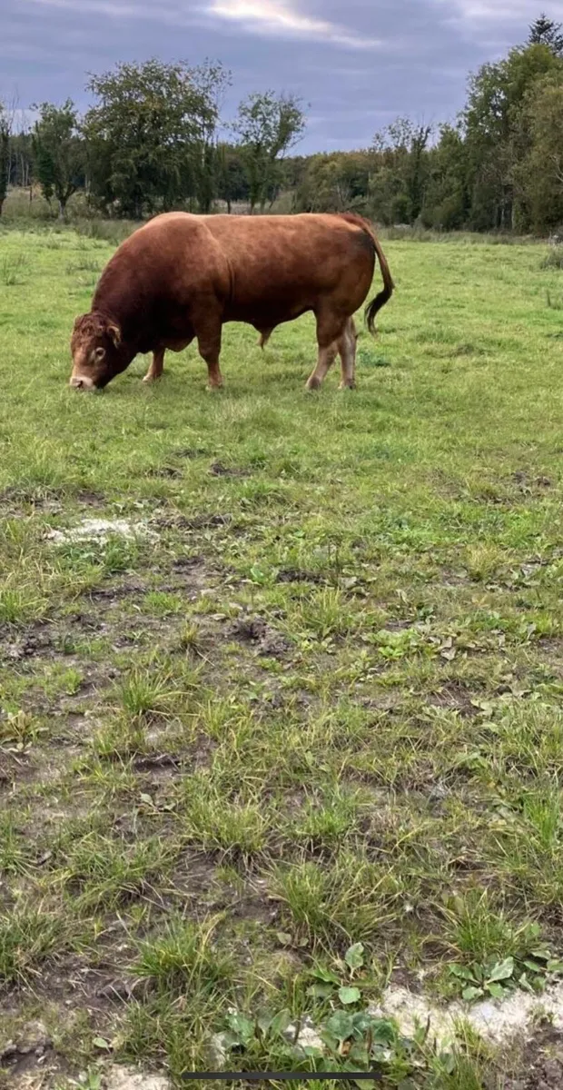 Purebred Limousine Bull -Drumshambo Mart 26th Sept - Image 4