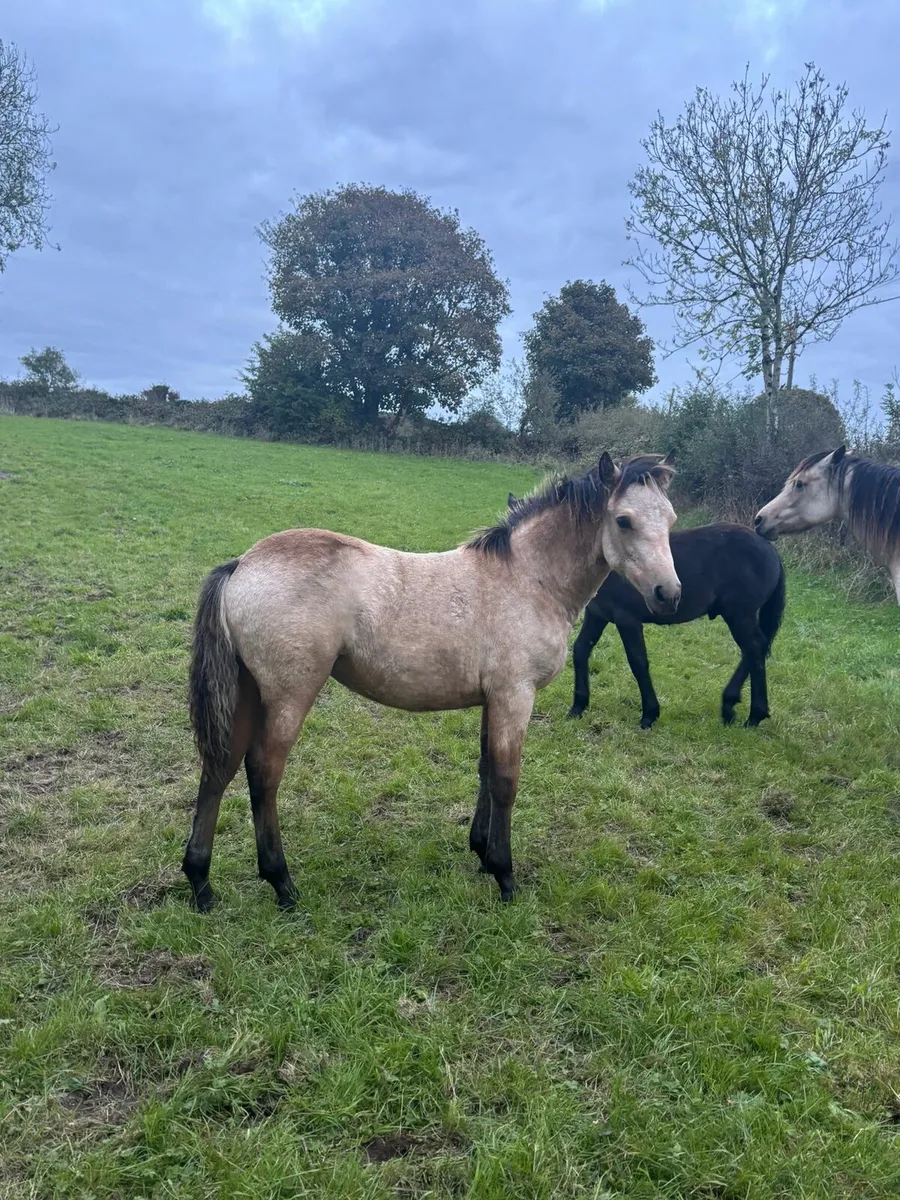 Dun connemara filly foal - Image 3
