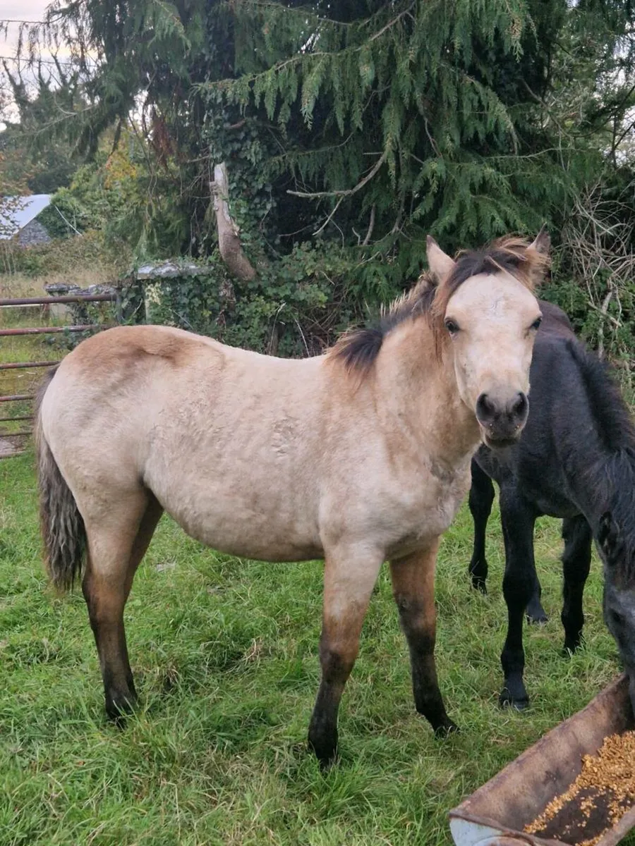 Dun connemara filly foal - Image 1