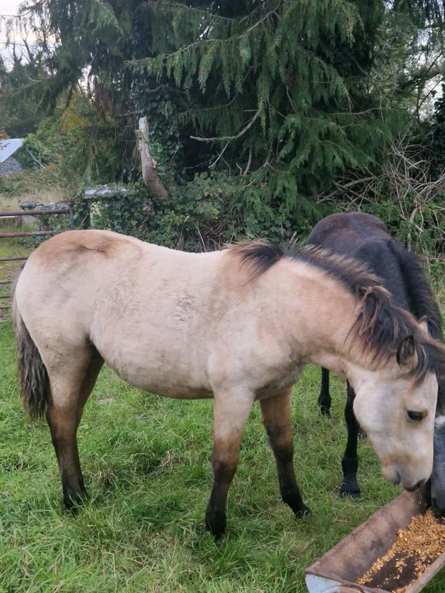 Dun connemara filly foal - Image 4