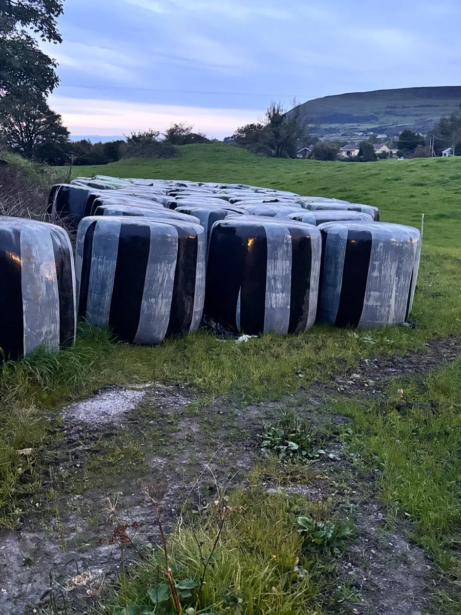 Round bales of silage