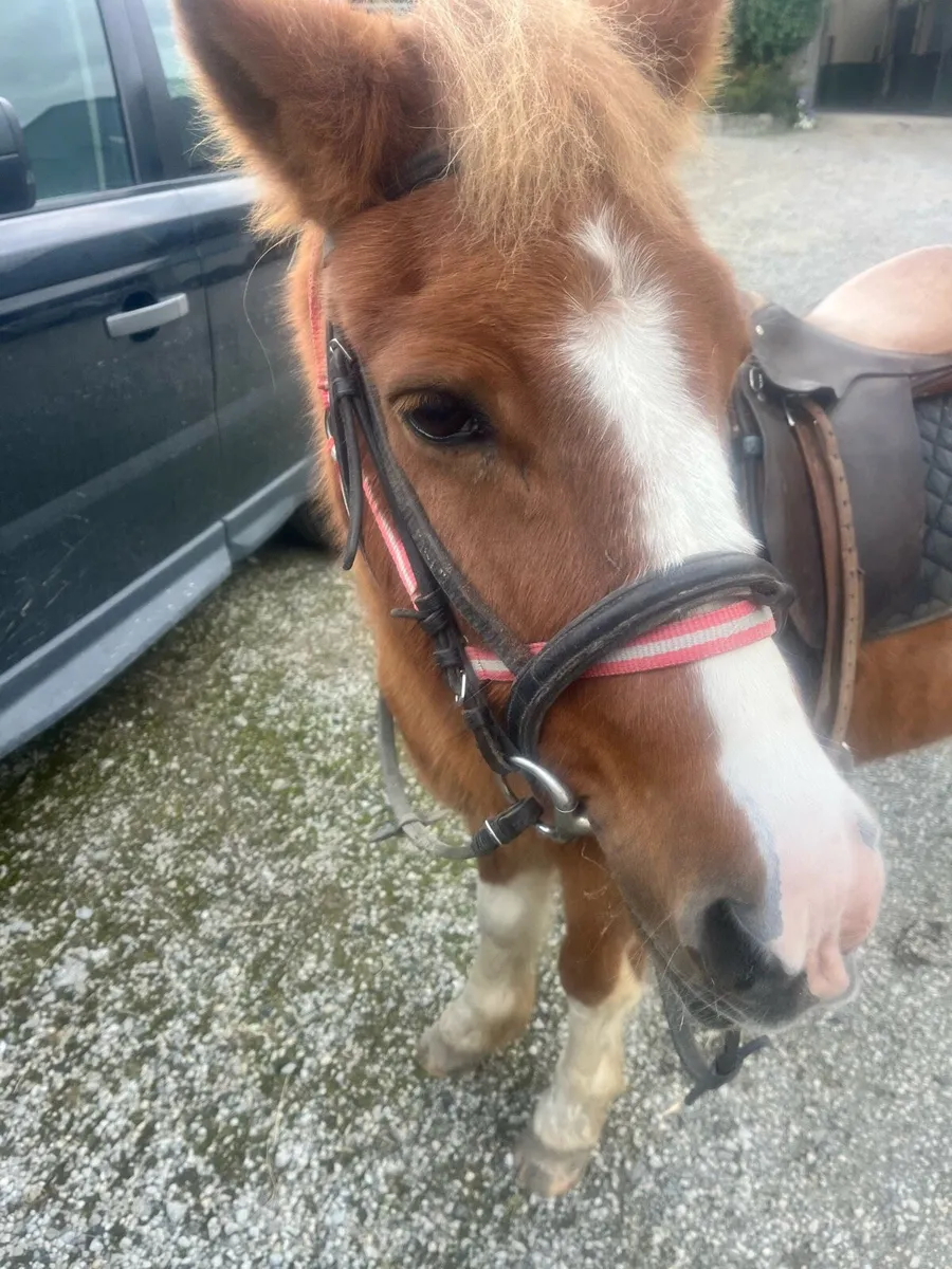 Kids pony - Image 1