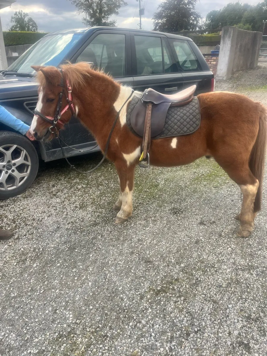 Kids pony - Image 2