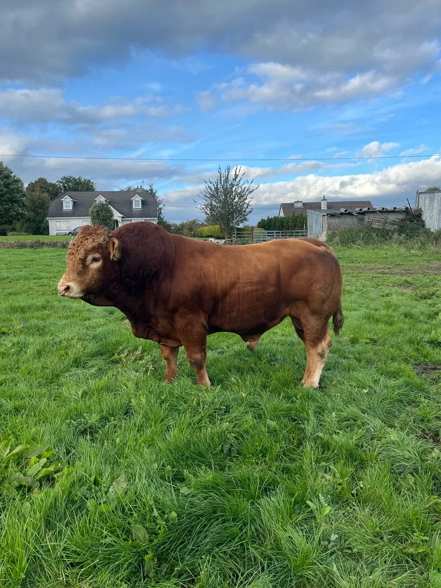 Limousin Bull - Image 1