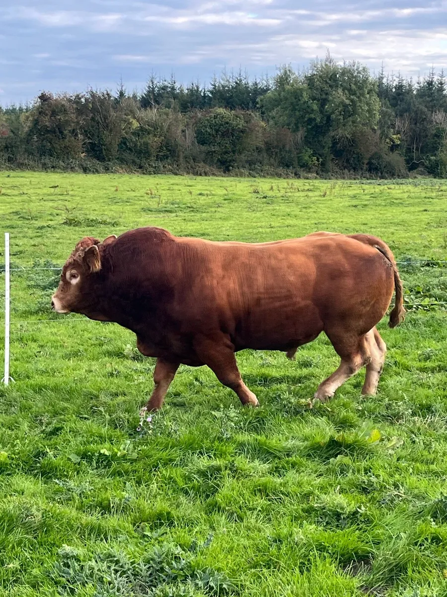 Limousin Bull - Image 2