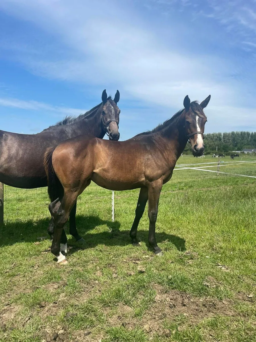 Dee Ex Bee yearling filly - Image 1