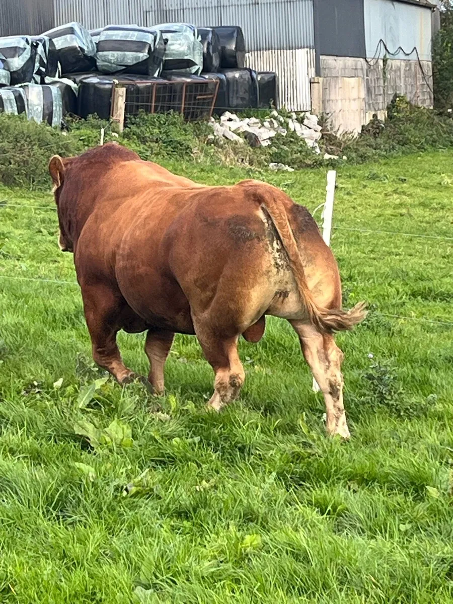 Limousin Bull - Image 3