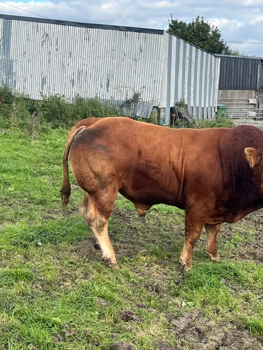 Limousin Bull - Image 4