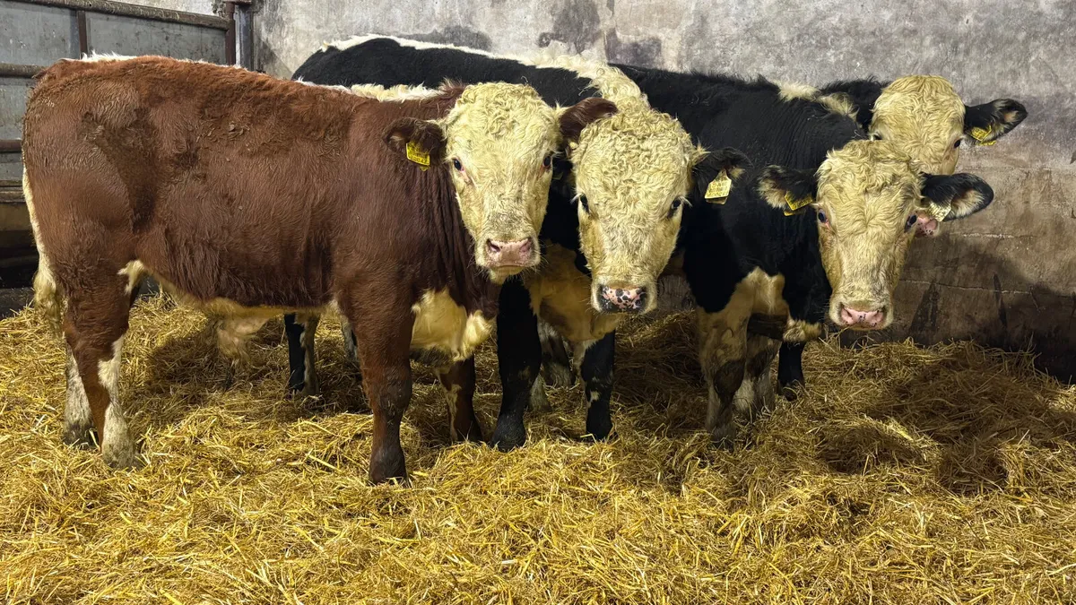 4 Super Suckler Bred Hereford Bulls - Image 4