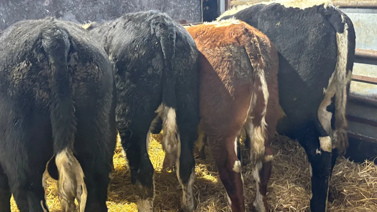 4 Super Suckler Bred Hereford Bulls - Image 3
