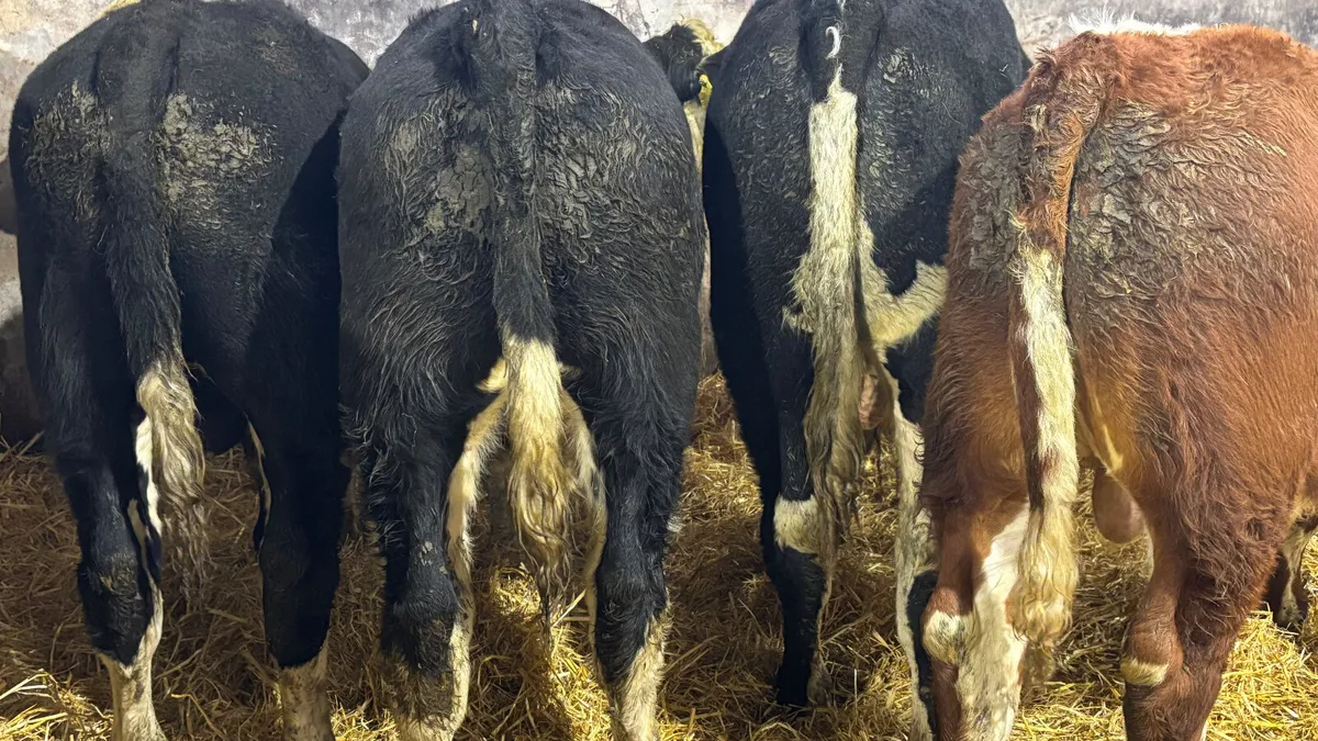 4 Super Suckler Bred Hereford Bulls - Image 2