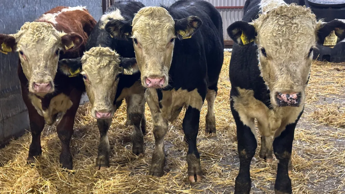 4 Super Suckler Bred Hereford Bulls - Image 1