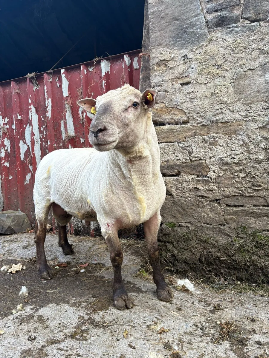 PBR Vendeen Ram - Image 4