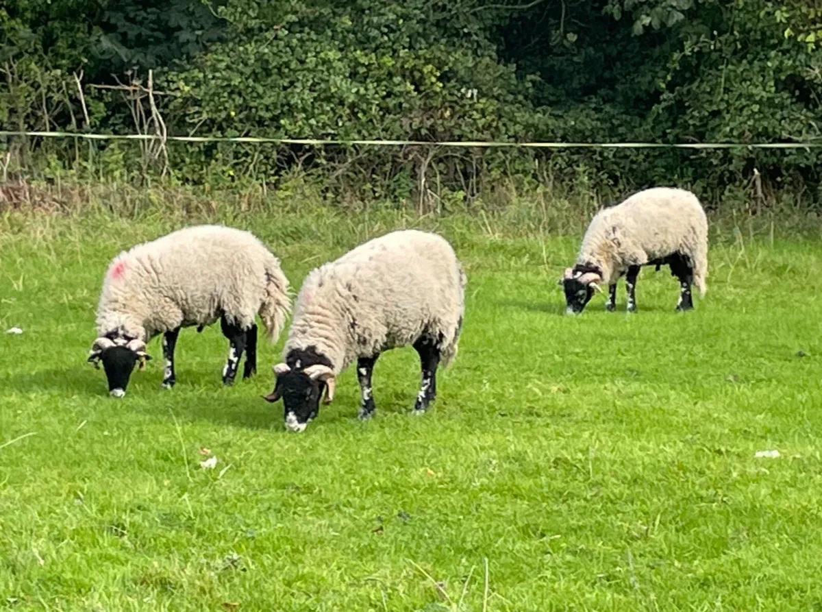 Swaledale Ram Lambs - Image 2