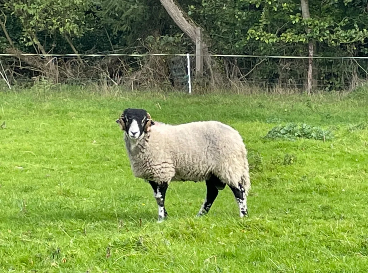 Swaledale Ram Lambs - Image 3