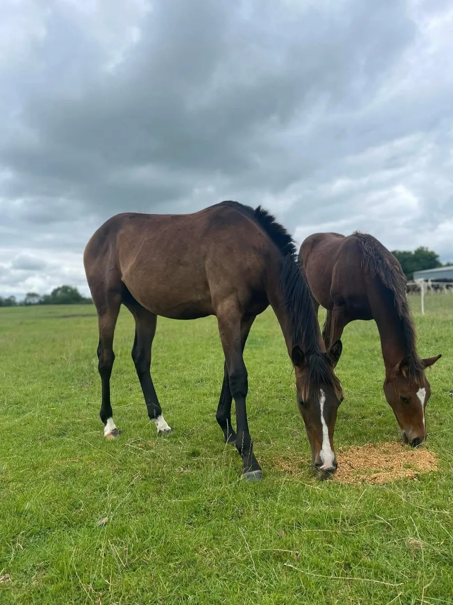 Dee Ex Bee yearling filly - Image 2
