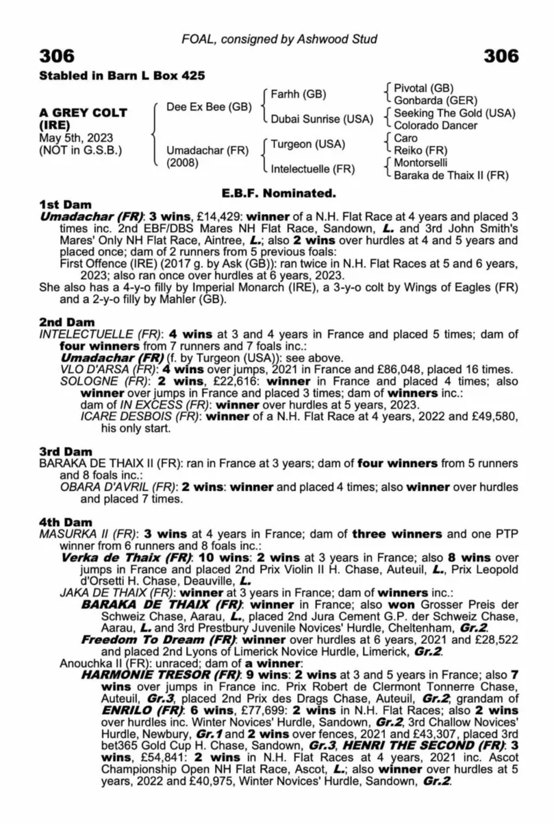 Dee Ex Bee yearling filly - Image 3