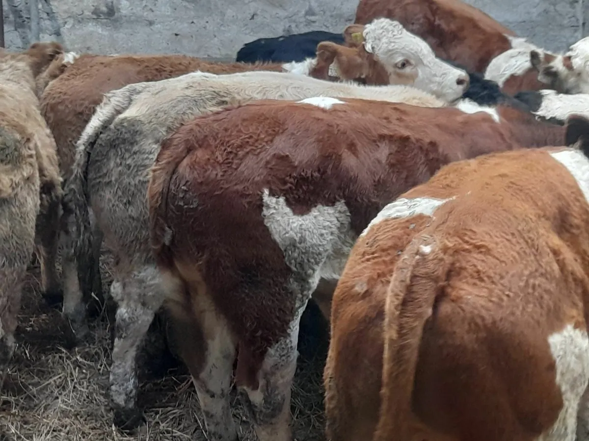 8 Simmental Weanlings (including show quality) - Image 2