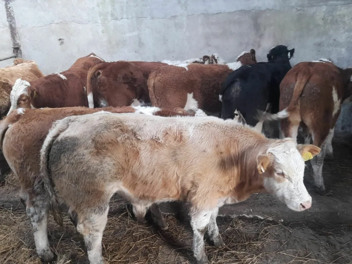 8 Simmental Weanlings (including show quality) - Image 3
