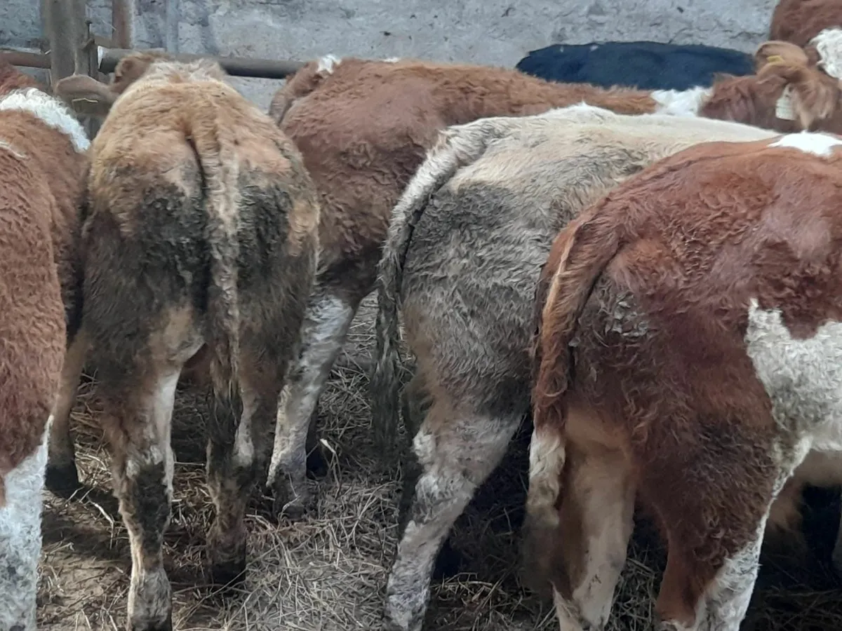 8 Simmental Weanlings (including show quality) - Image 4