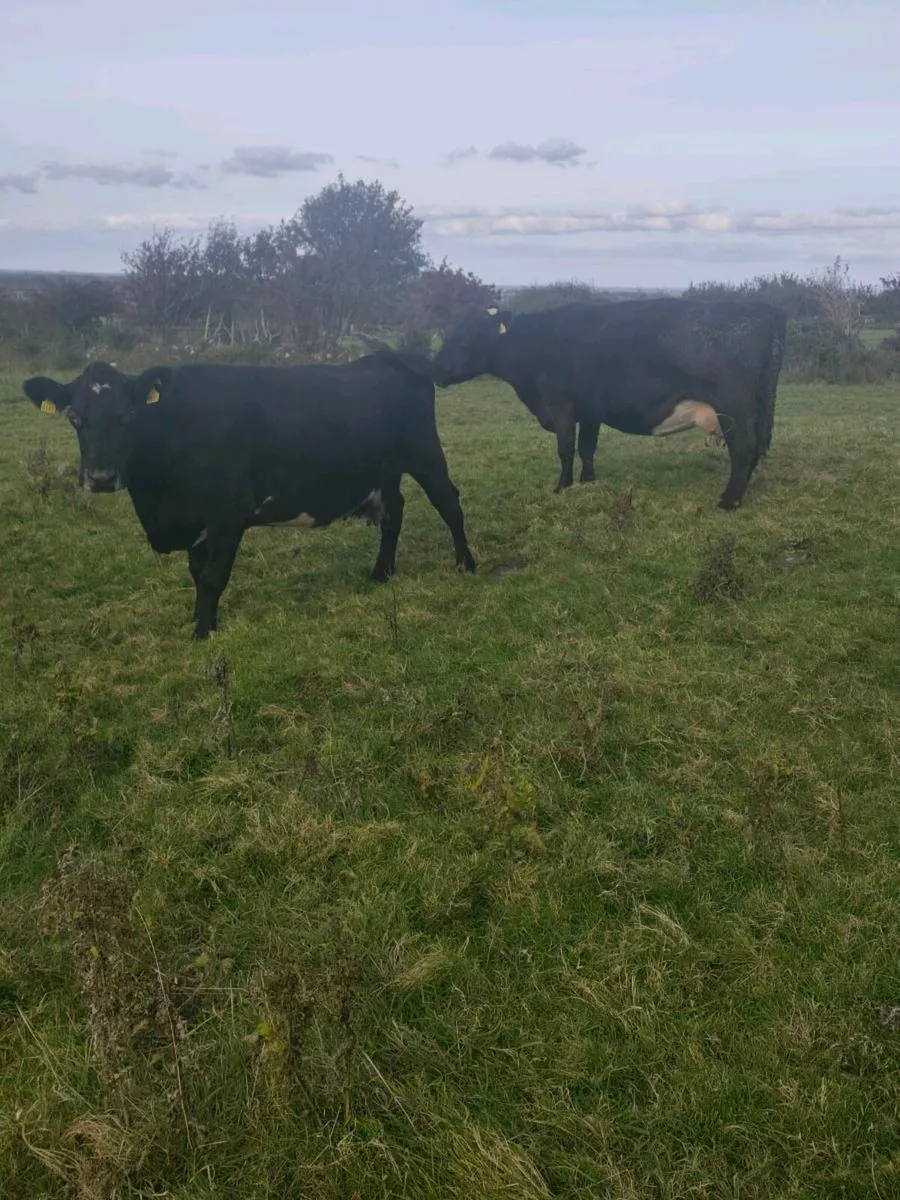 ⭐ SCEP eligible Cows ⭐ - Image 2