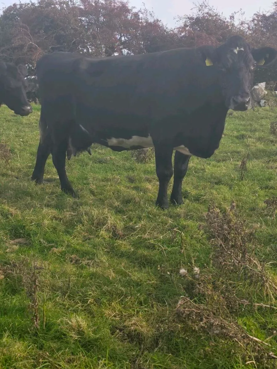 ⭐ SCEP eligible Cows ⭐ - Image 4