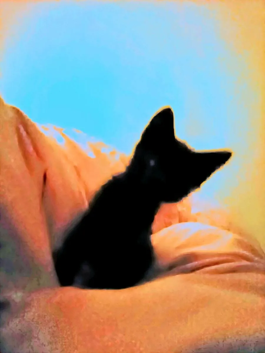 PENDING Jet Black Gorgeous Male Kitten. - Image 1