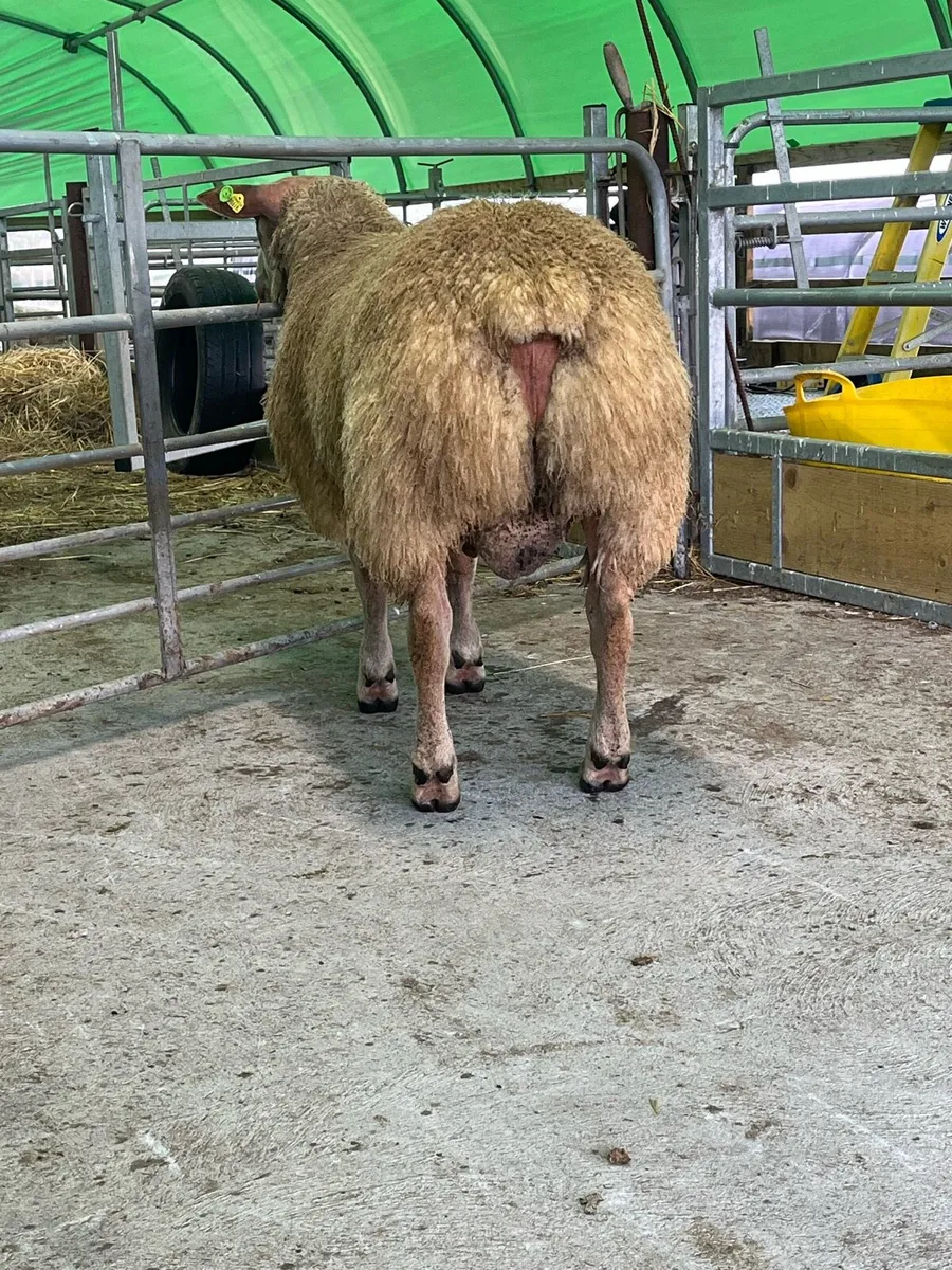 Charollais ram - Image 2