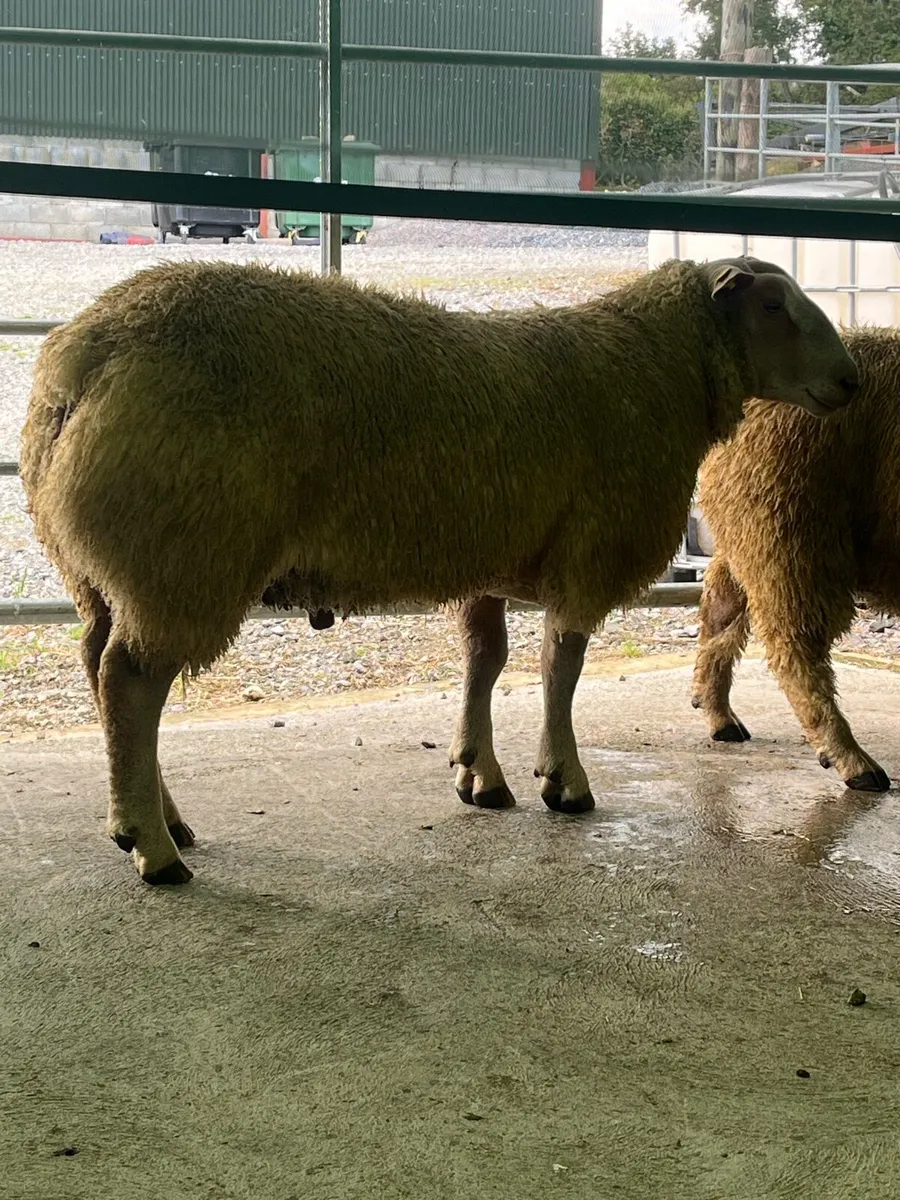 Charollais ram - Image 3