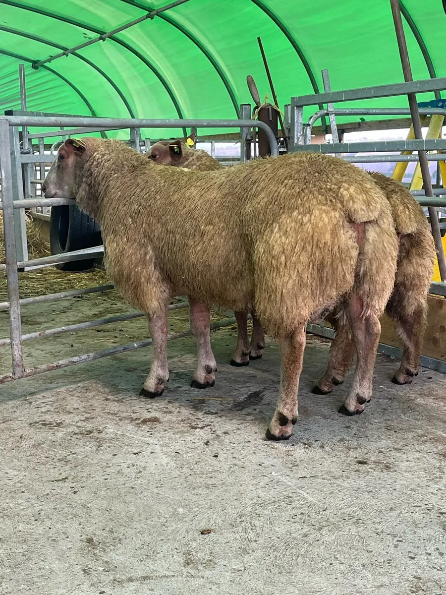 Charollais ram - Image 4