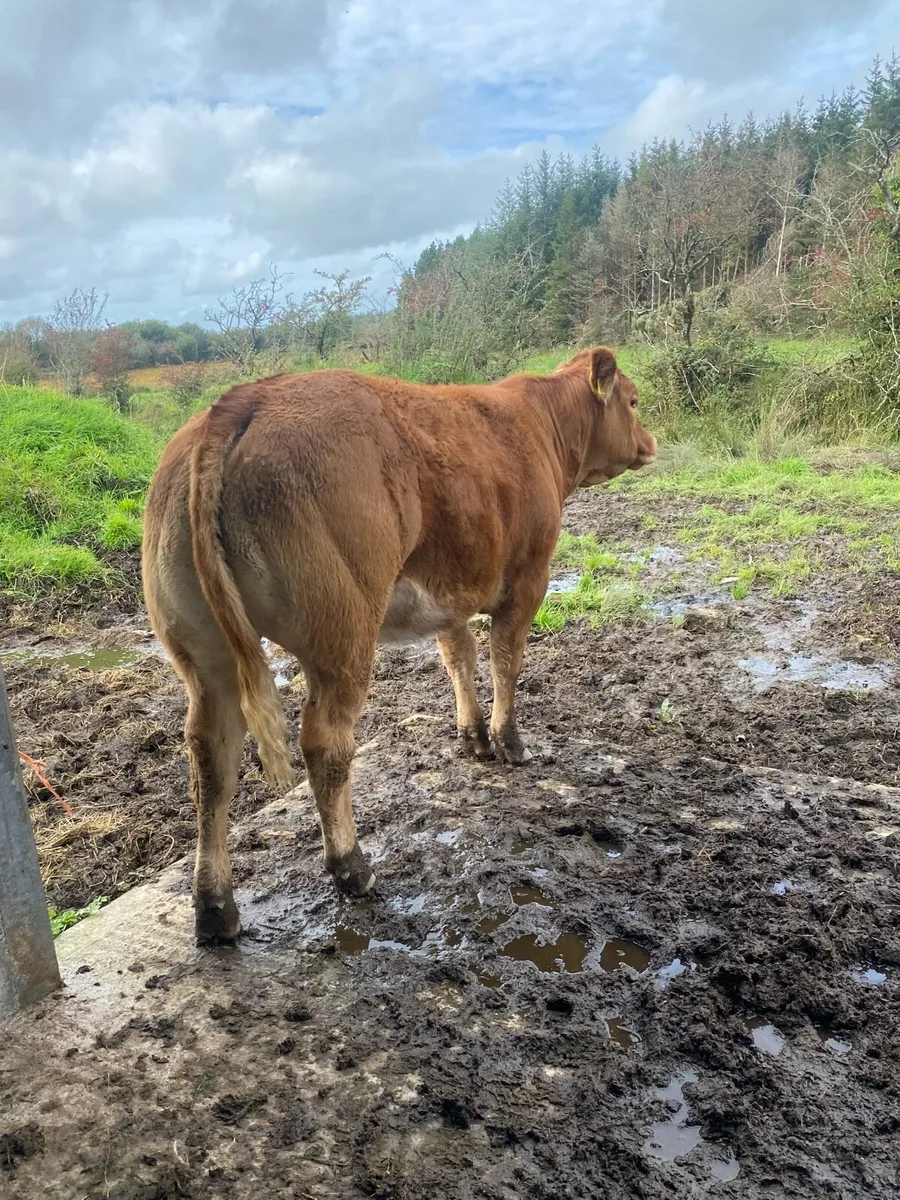 Super heifer weanling for Balla mart Tuesday 30th - Image 1