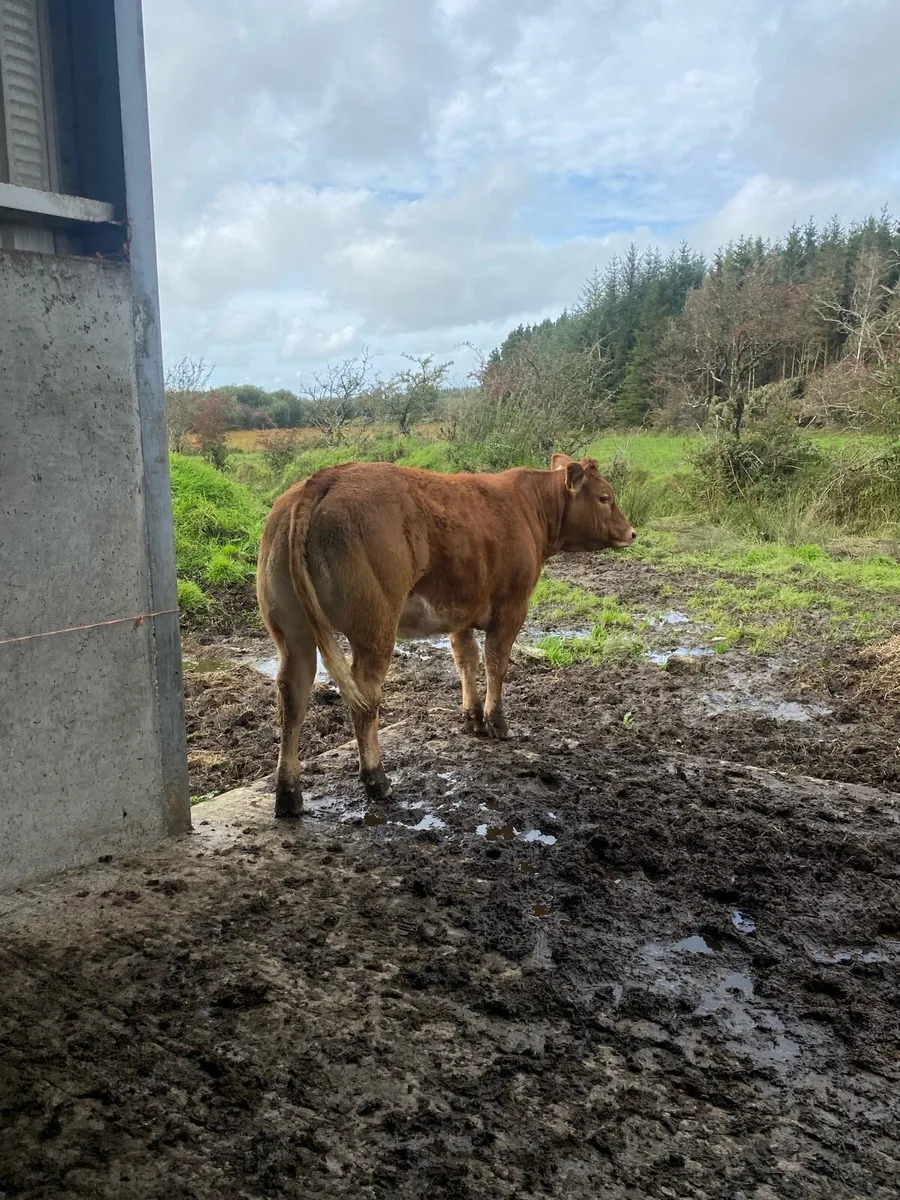 Super heifer weanling for Balla mart Tuesday 30th - Image 2