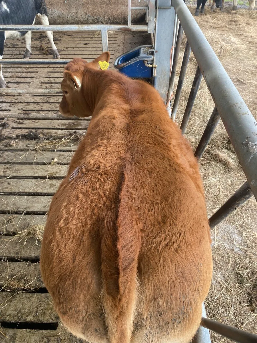 Super heifer weanling for Balla mart Tuesday 30th - Image 4