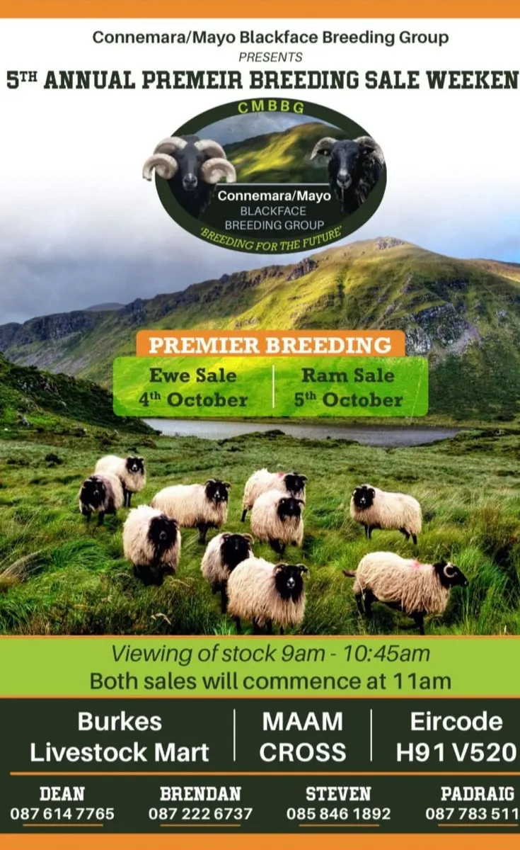 Connemara/Mayo Blackface - Image 1